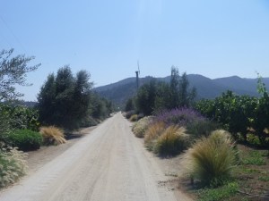The entrance roads to some wineries are very beautiful.