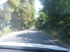 I still don't see any vines.