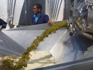 Fire hose of chardonnay grapes, machine harvested.