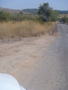 Do you see vines in the distance?