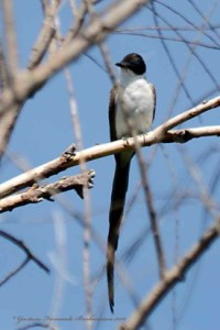 tijereta-GFB-2-15-275x413