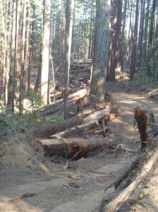 6.25.15 redwood forest-007