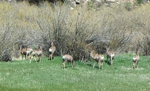 May312015 baileyCO-002