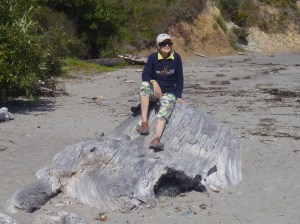 Massive driftwood