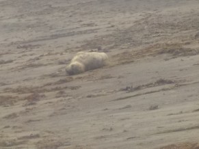 7.11.15 elephant seal Mckerricher-002
