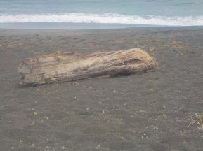 7.11.15 elephant seal Mckerricher-003