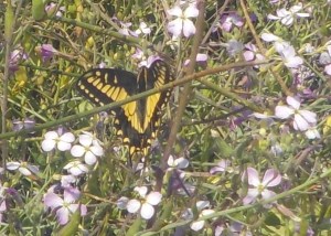 7.11.15 Mile 63.81-0sm