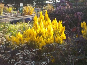 7.15.15 Bot gardensm