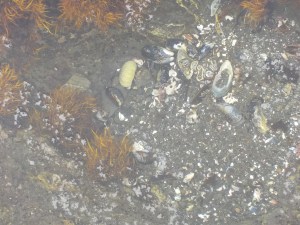 7.17.15 Bruhel pt-003sm