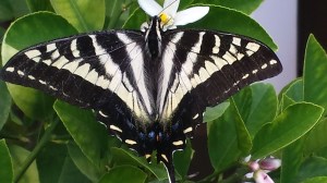 7.3.15 pale swallowtail -002