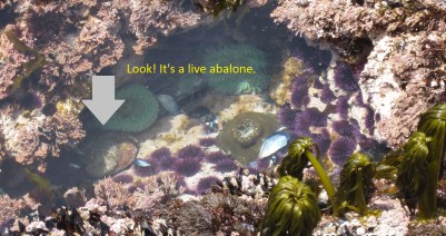 7.7.caspar headlands-018sm