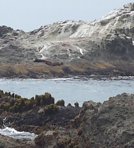 7.9.15 ca sea lion caspar headlands-003
