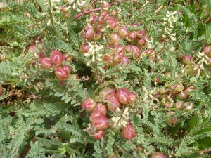Mendo Bot Garden 7.1.15-001sm