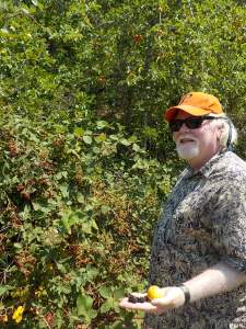 7.31.15 leggett blackberries-002