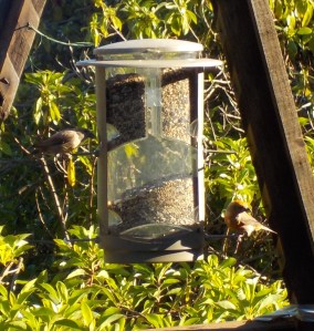 8.13.15 crossbill-003sm