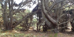 8.28.15 spring ranchsm-011