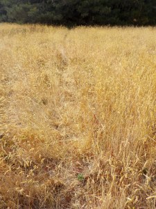 8.28.15 spring ranchsm-015