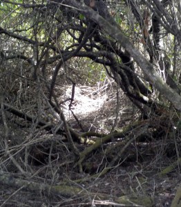 8.28.15 spring ranchsm