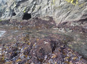 8.30.15 Mendo headlands-007sm