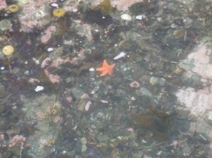 8.30.15 Mendo headlands-009sm