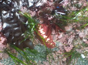 8.30.15 Mendo headlands-016sm