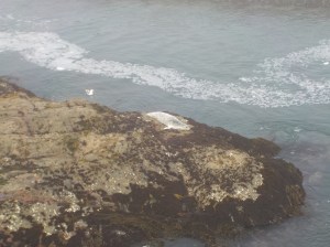 8.6.15 Spring Ranch-002sm