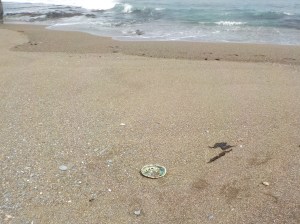 8.6.15 Spring Ranch-003sm