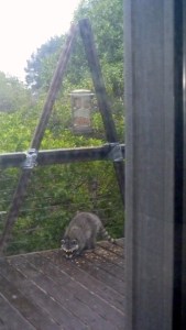 raccoon1