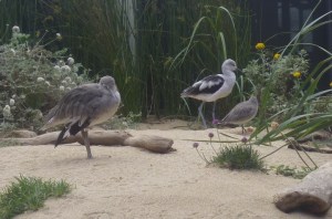 Monterey aq birds sm