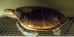 10.16.15 Jardi Botanic-005sm