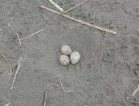 Nest of an American Oystercatcher