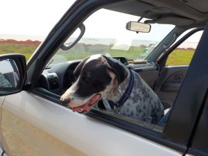 1.25.16 Rufo at Medio Mundo