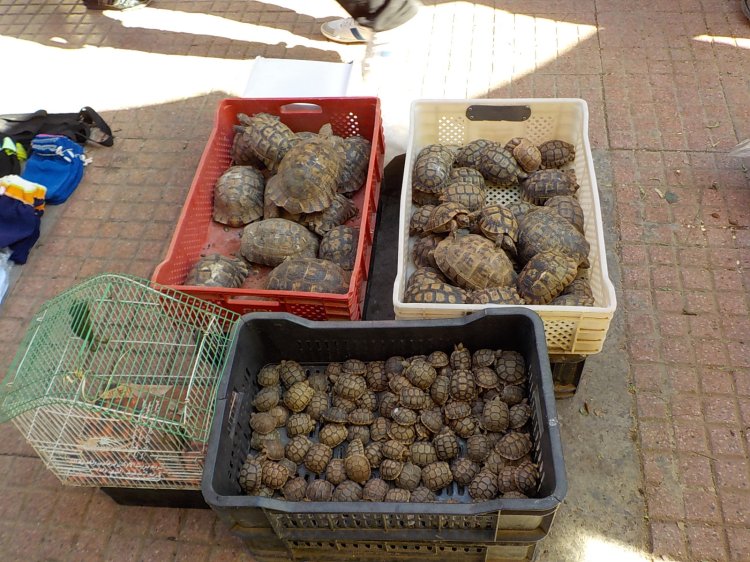 Poor turtles! I hope these are pets and not dinner.