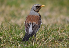 https://llywindatravels.com/wp-content/uploads/2016/06/57060-fieldfare1.jpg