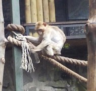 7.14.16 Edinburgh zoo-014sm