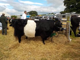 8.4.16 Stewartry Show-011