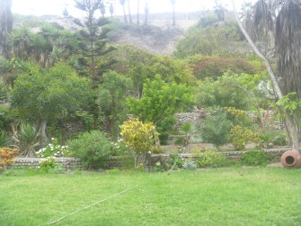 11-16-16-flowers-005