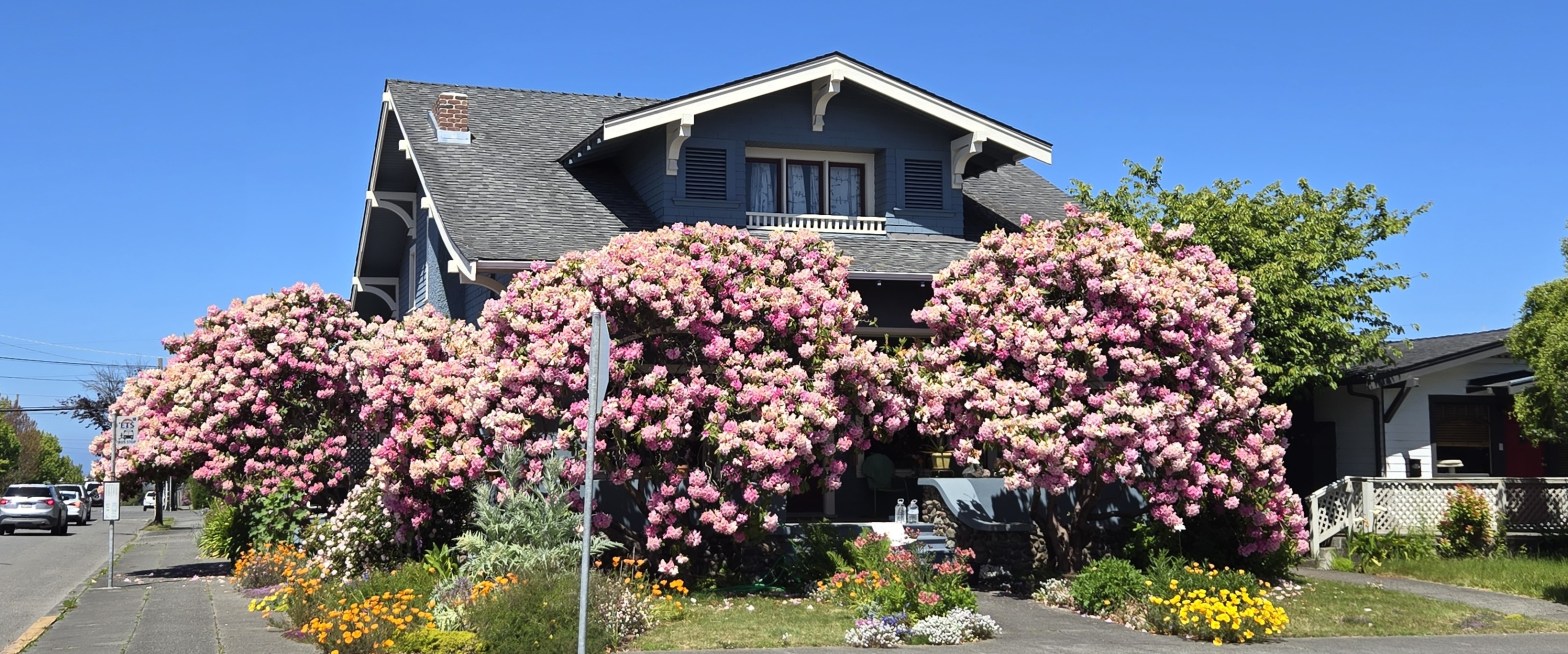 A house surrounded by pink rhododendron blooms to its first story roofline